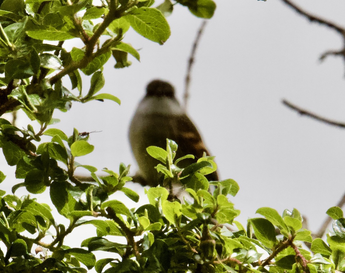 White-throated Tyrannulet - ML645498283