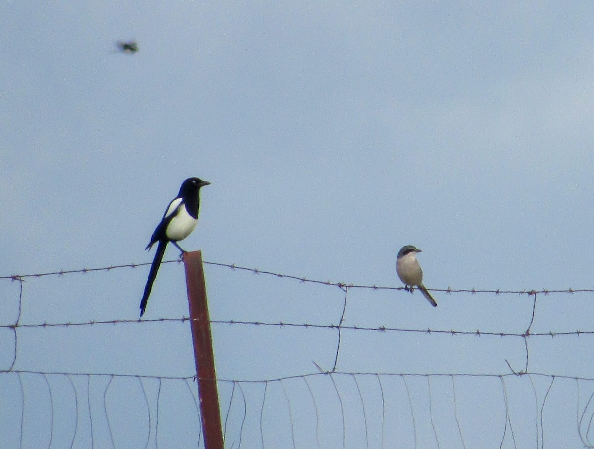 Iberian Gray Shrike - ML645498284