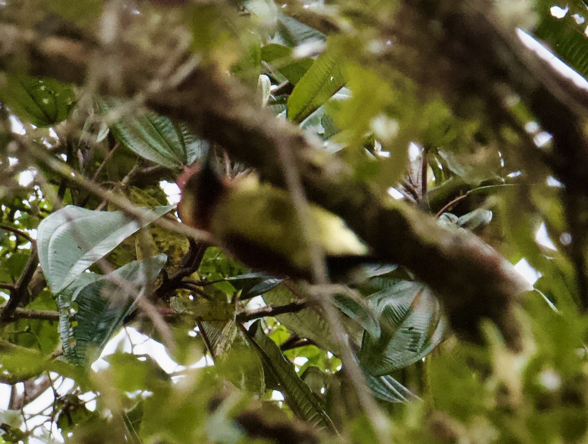 Crimson-mantled Woodpecker - ML645498288
