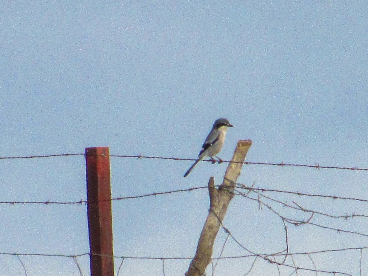 Iberian Gray Shrike - ML645498309