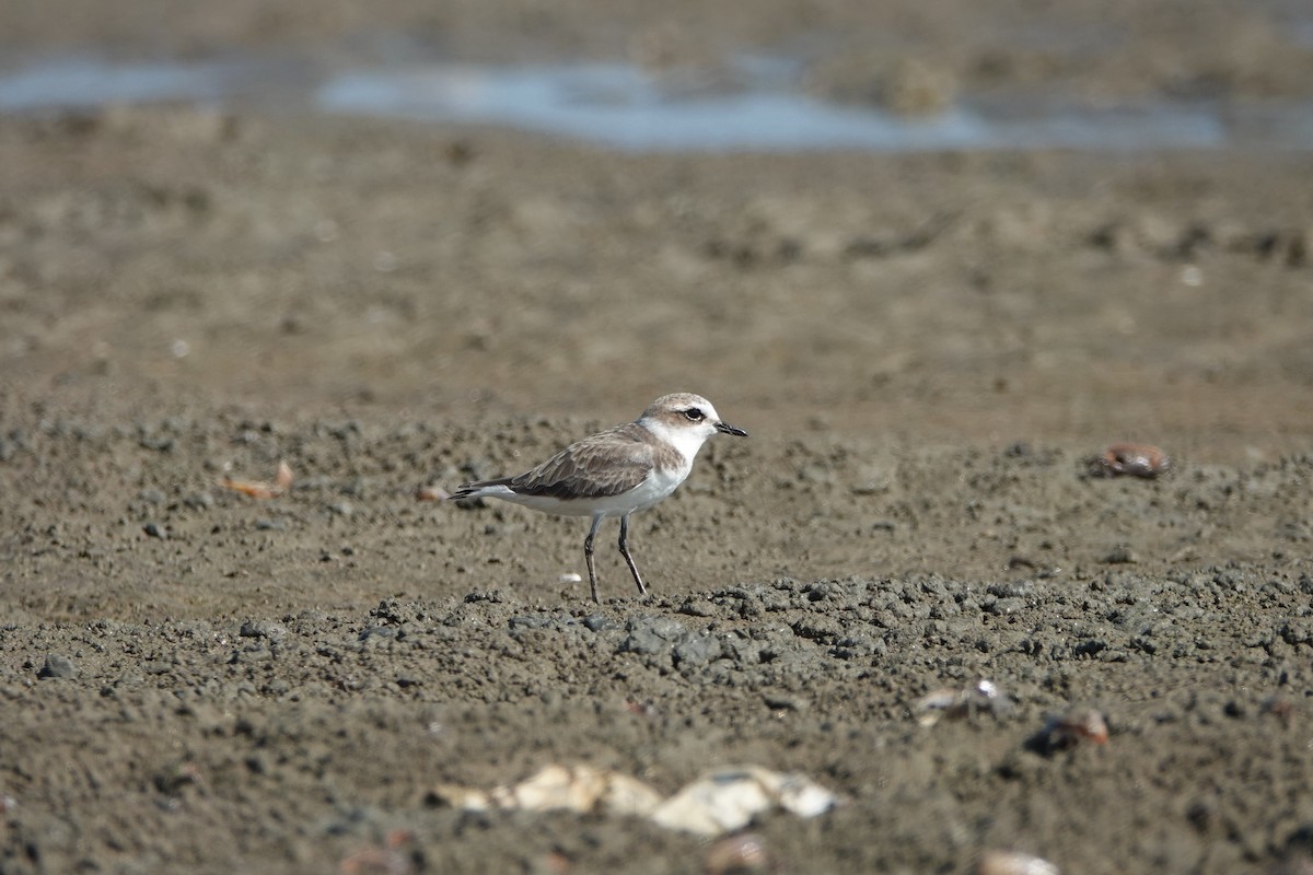 White-faced Plover - ML645498311