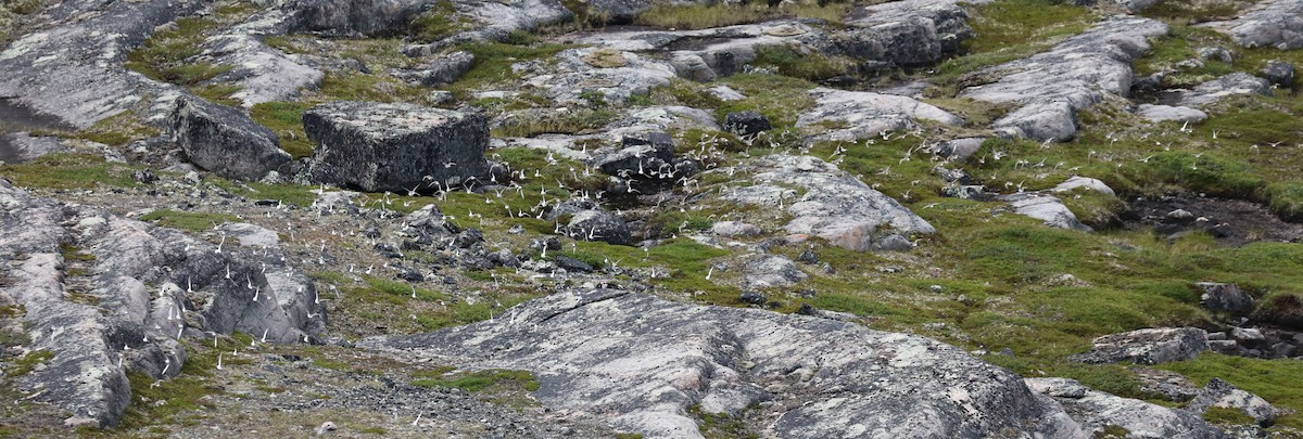 Weißbürzel-Strandläufer - ML645498312
