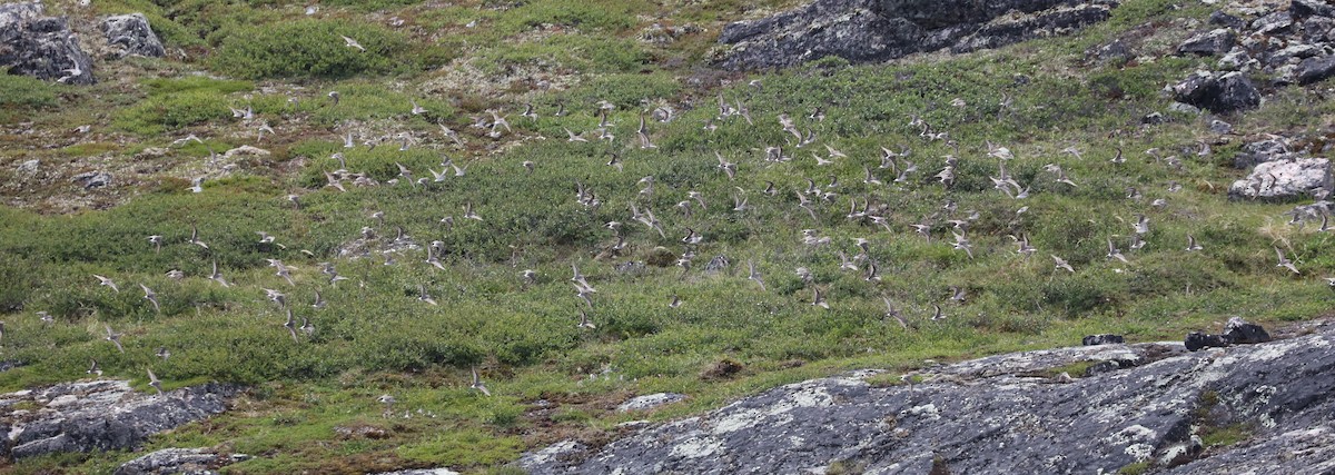 Weißbürzel-Strandläufer - ML645498313
