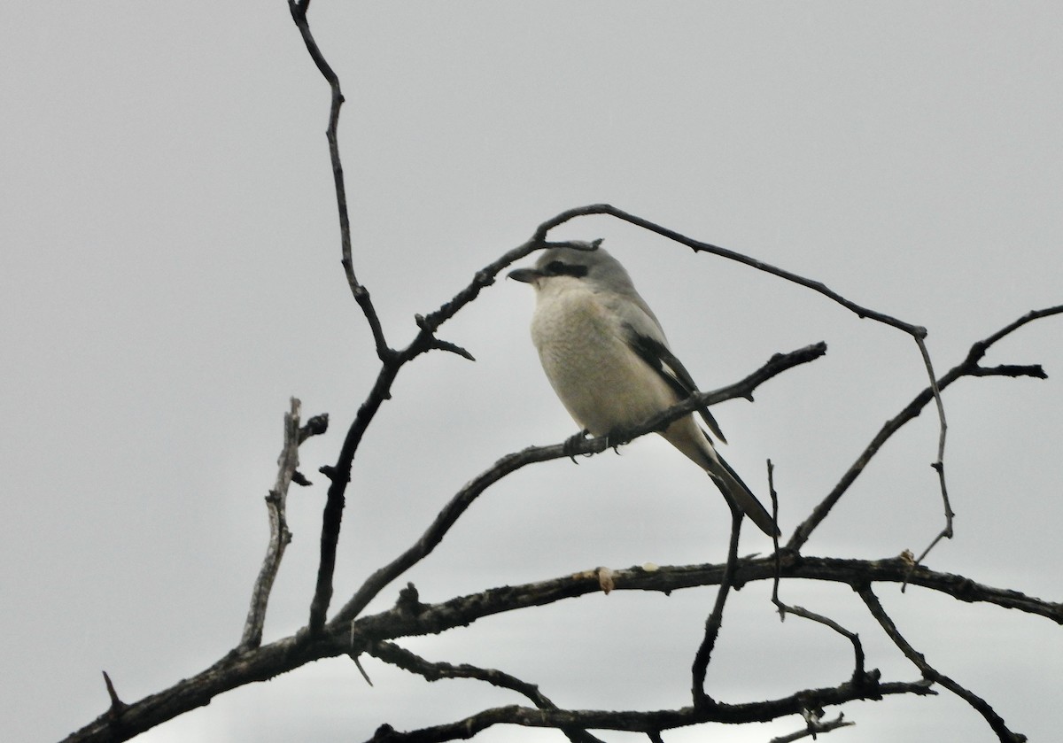 オオモズ - ML645498318