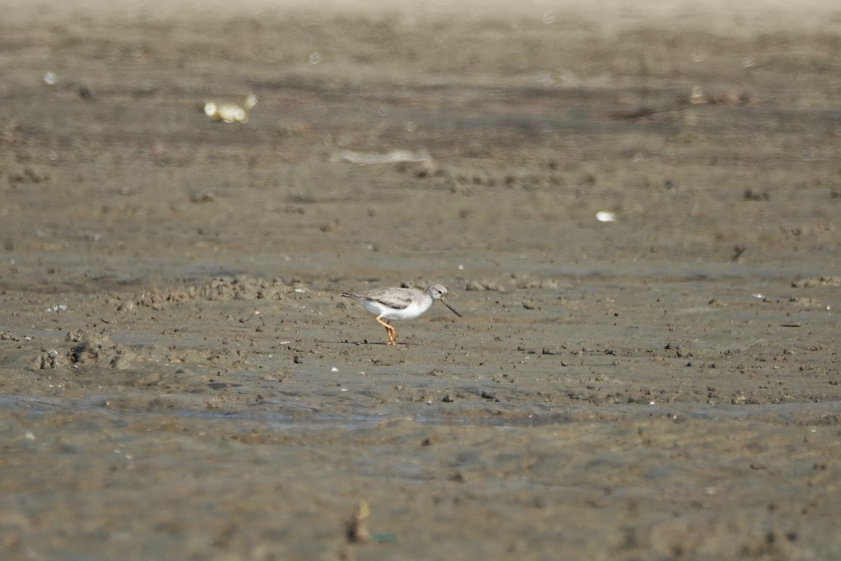 ソリハシシギ - ML645498328