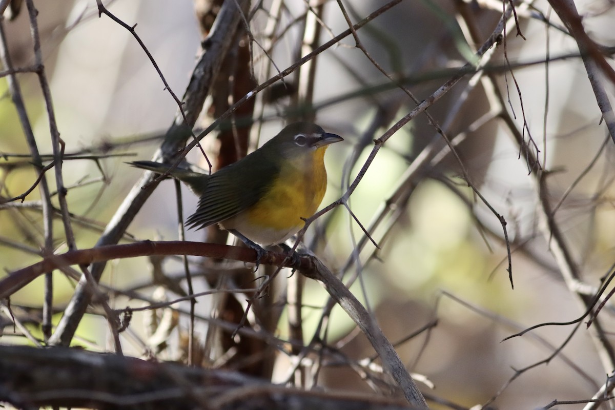 Yellow-breasted Chat - ML645498336