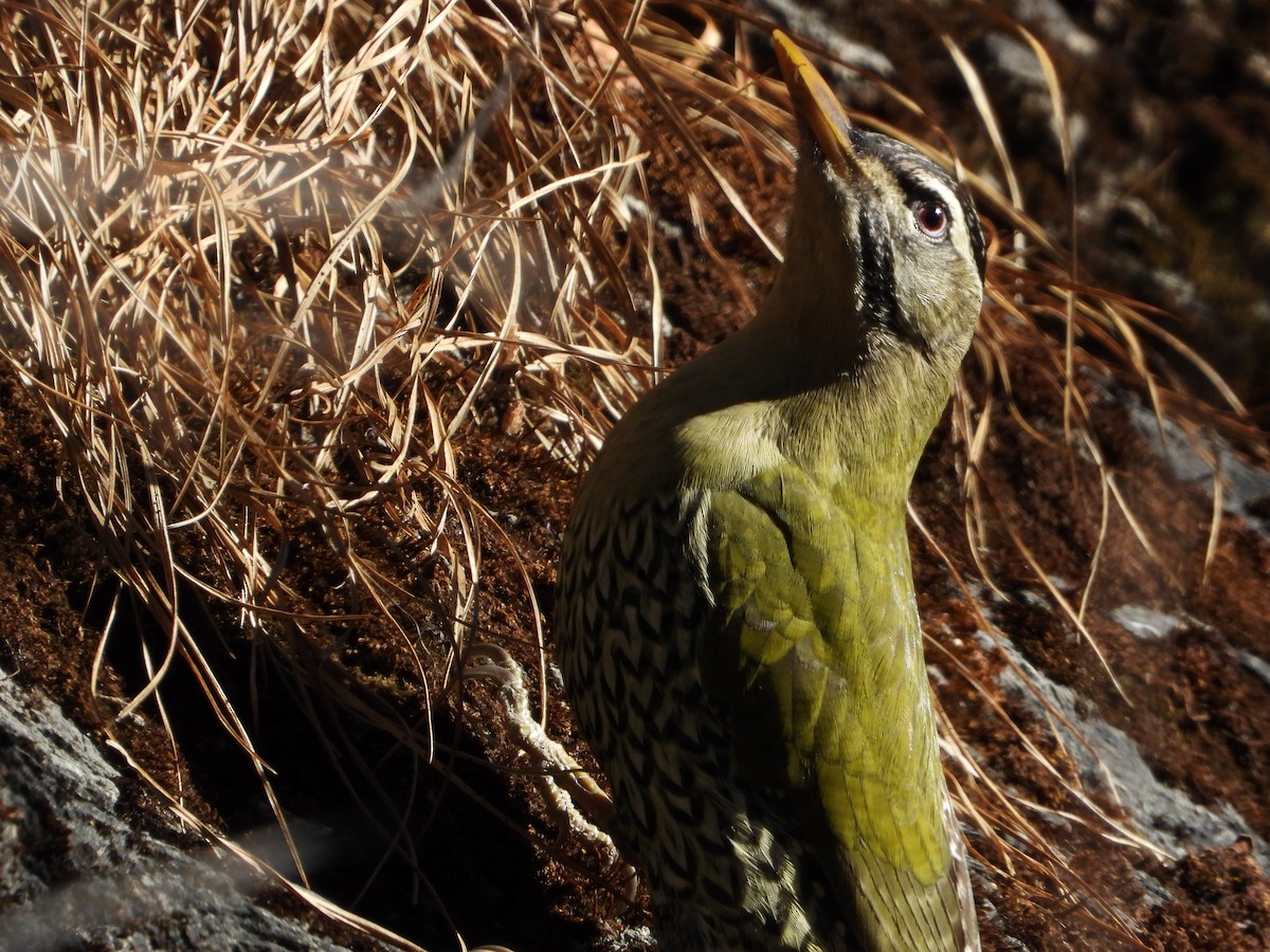 Scaly-bellied Woodpecker - ML645498338