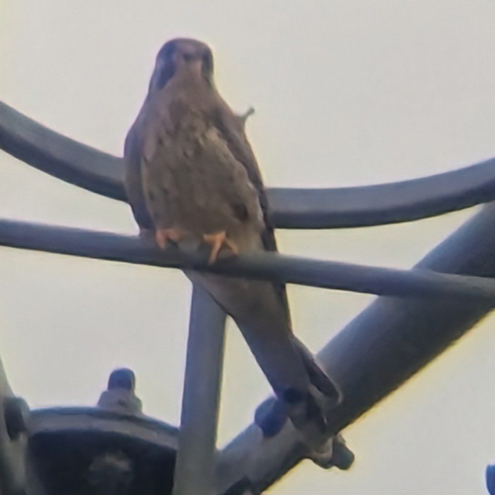 Eurasian Kestrel - ML645498341
