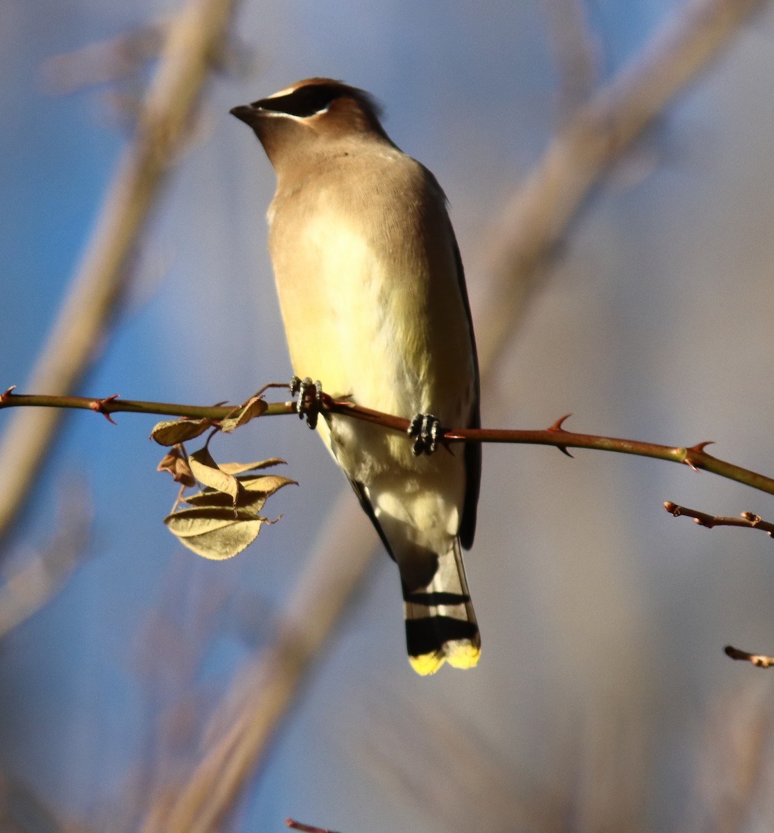 ヒメレンジャク - ML645498342