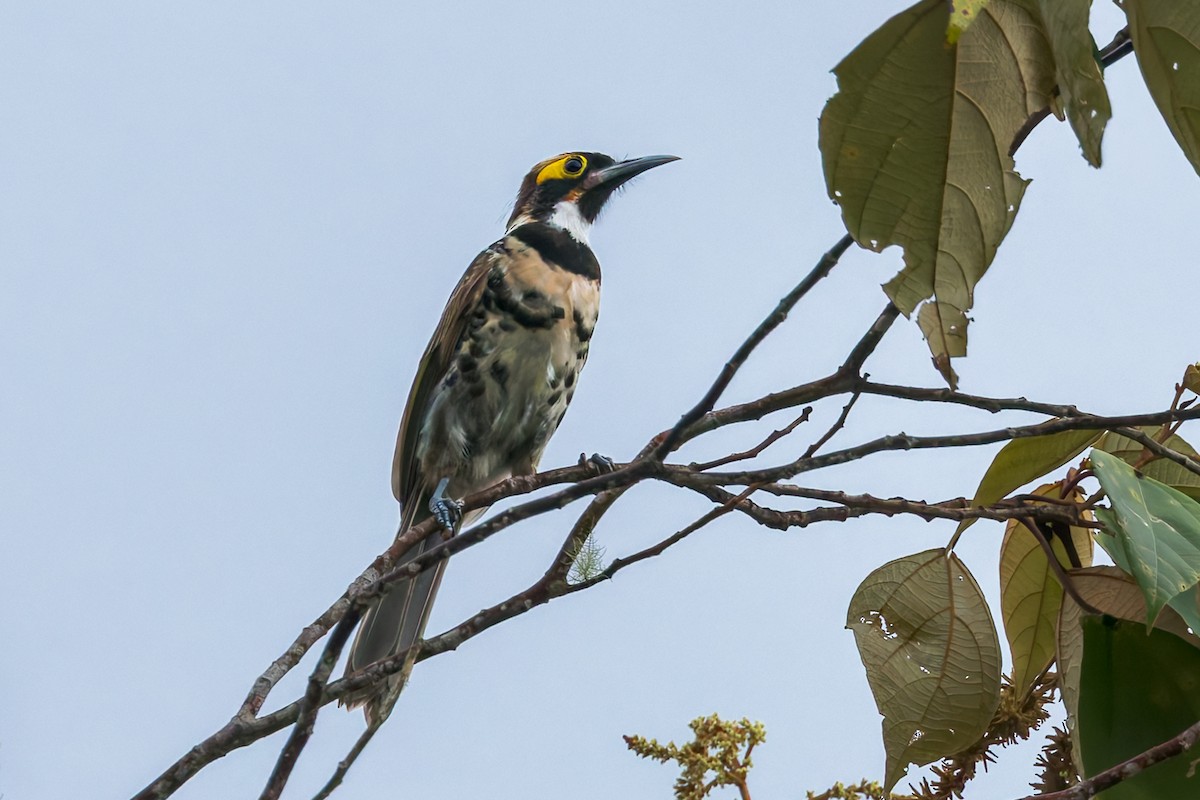 Ornate Melidectes - ML645498345