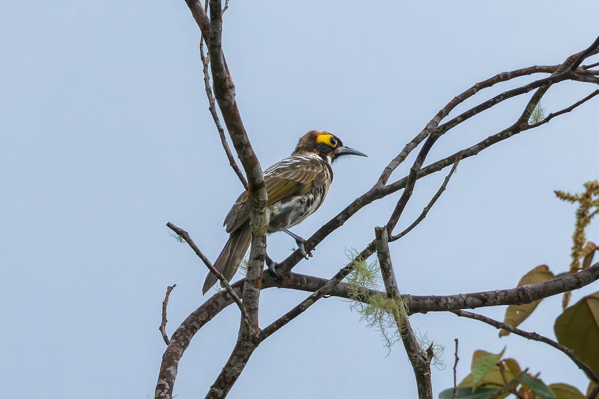 Ornate Melidectes - ML645498346