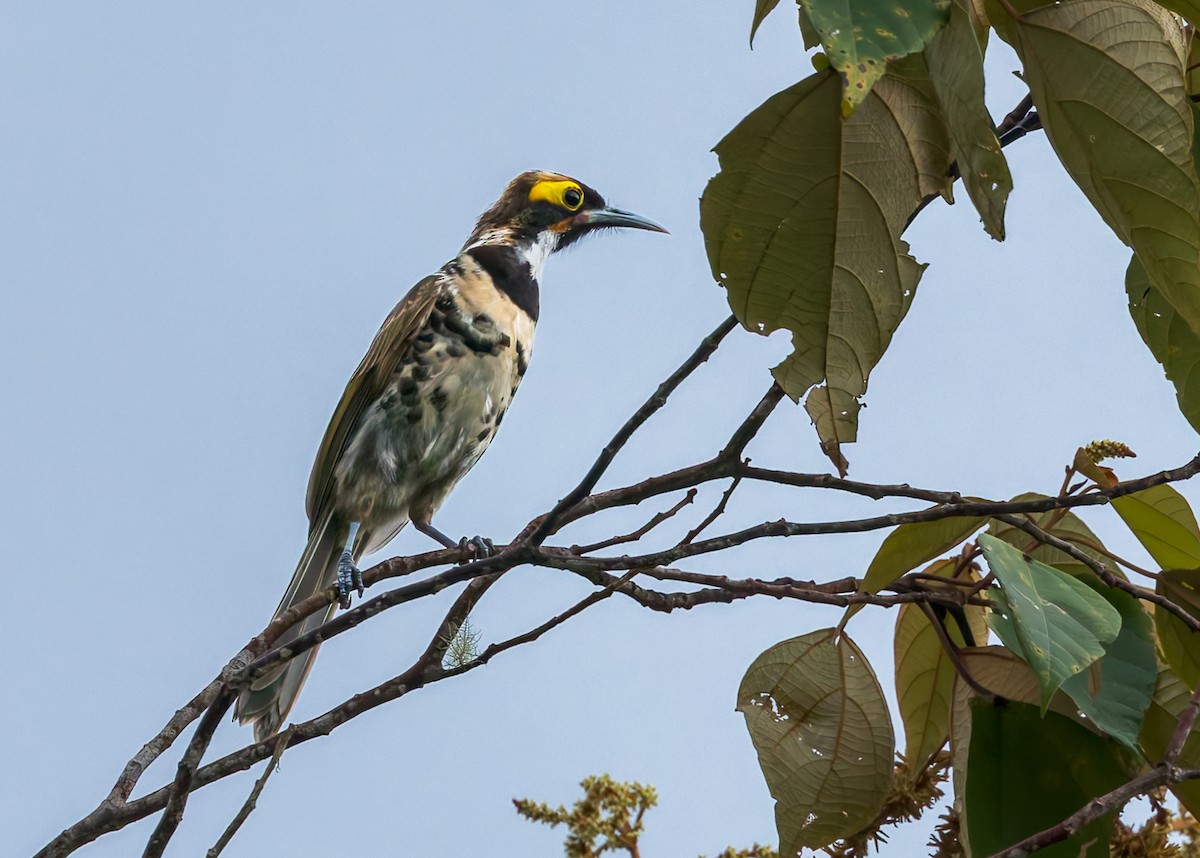 Ornate Melidectes - ML645498347