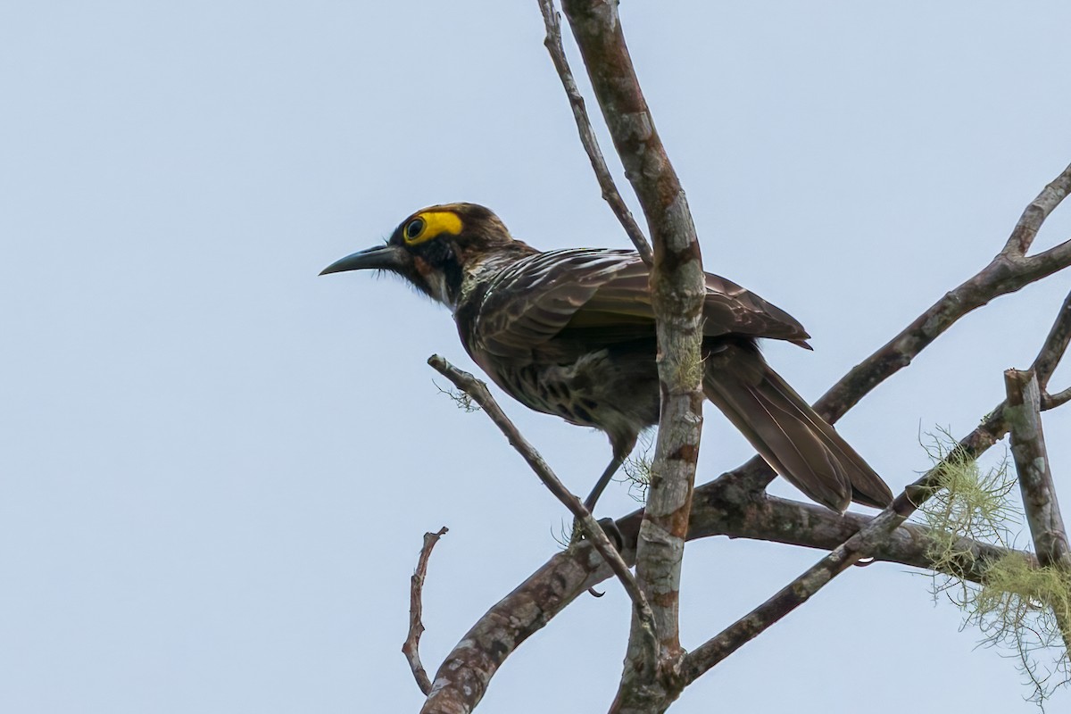 Ornate Melidectes - ML645498348