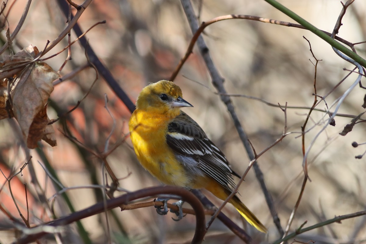 Baltimore Oriole - ML645498358