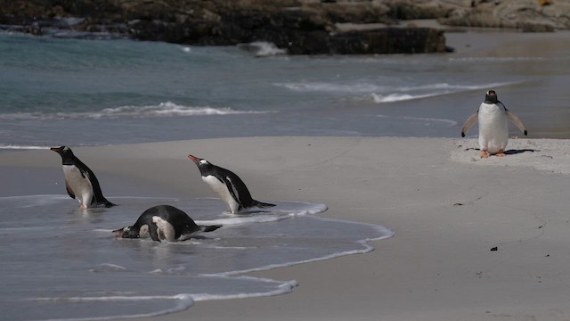 Gentoo Penguin - ML645498363