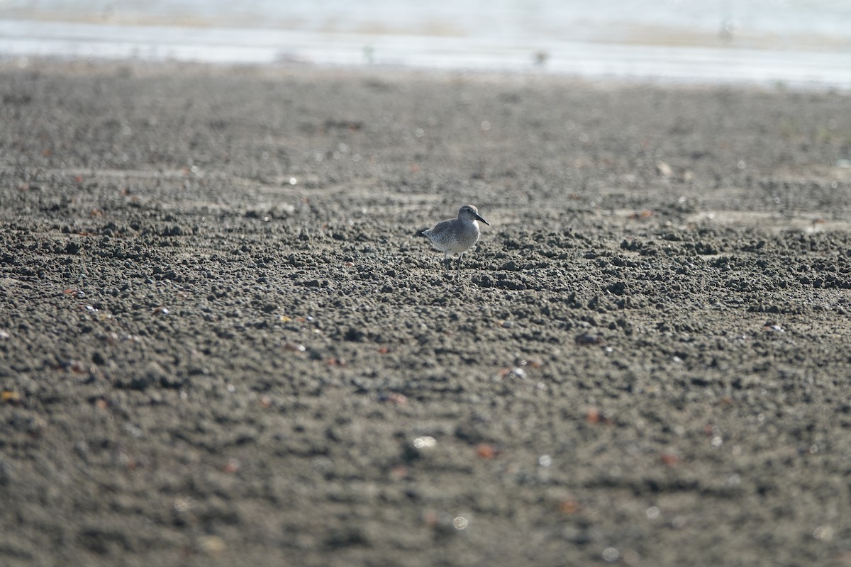 jespák rezavý - ML645498375