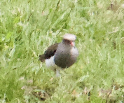 Andean Lapwing - ML645498378