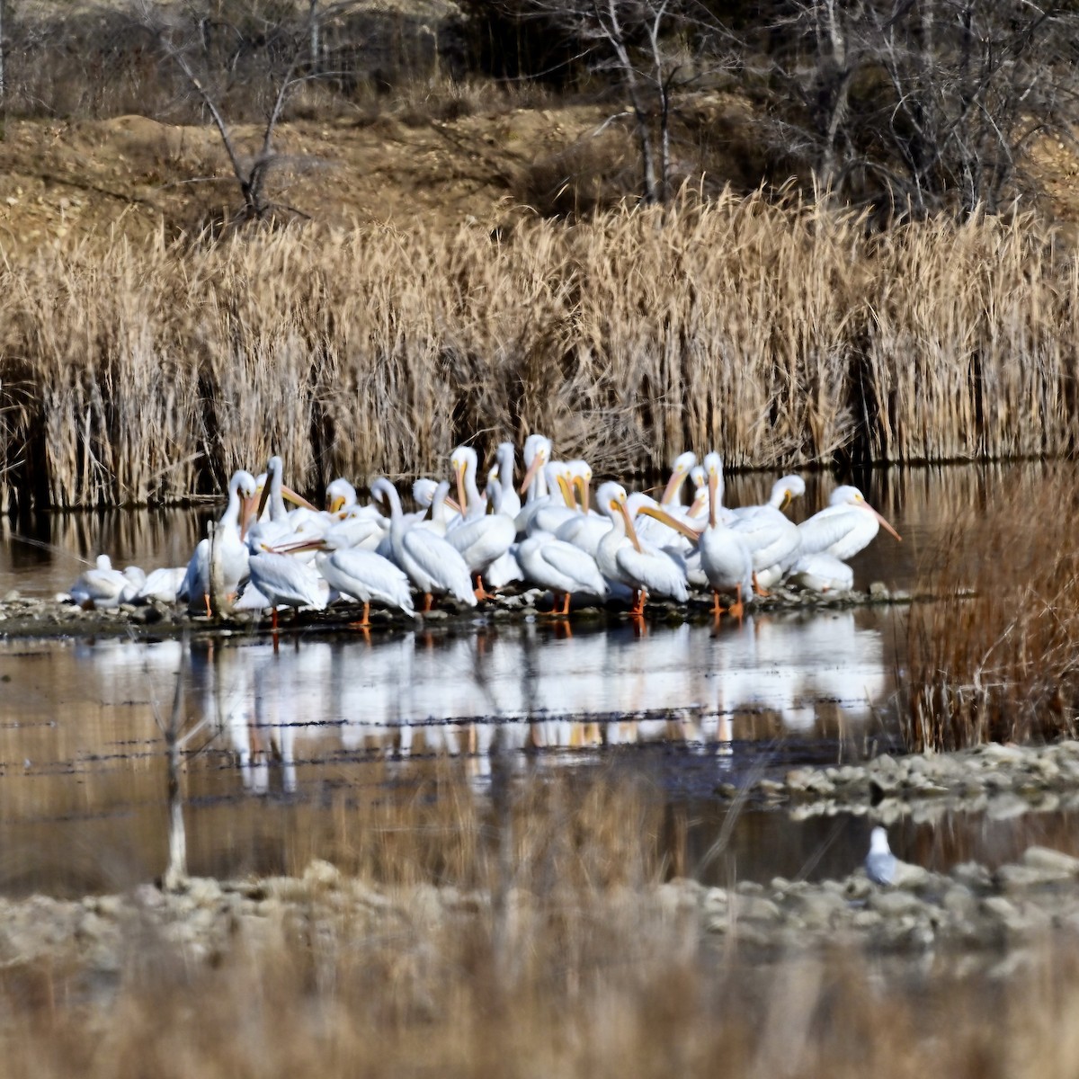 American White Pelican - ML645498381