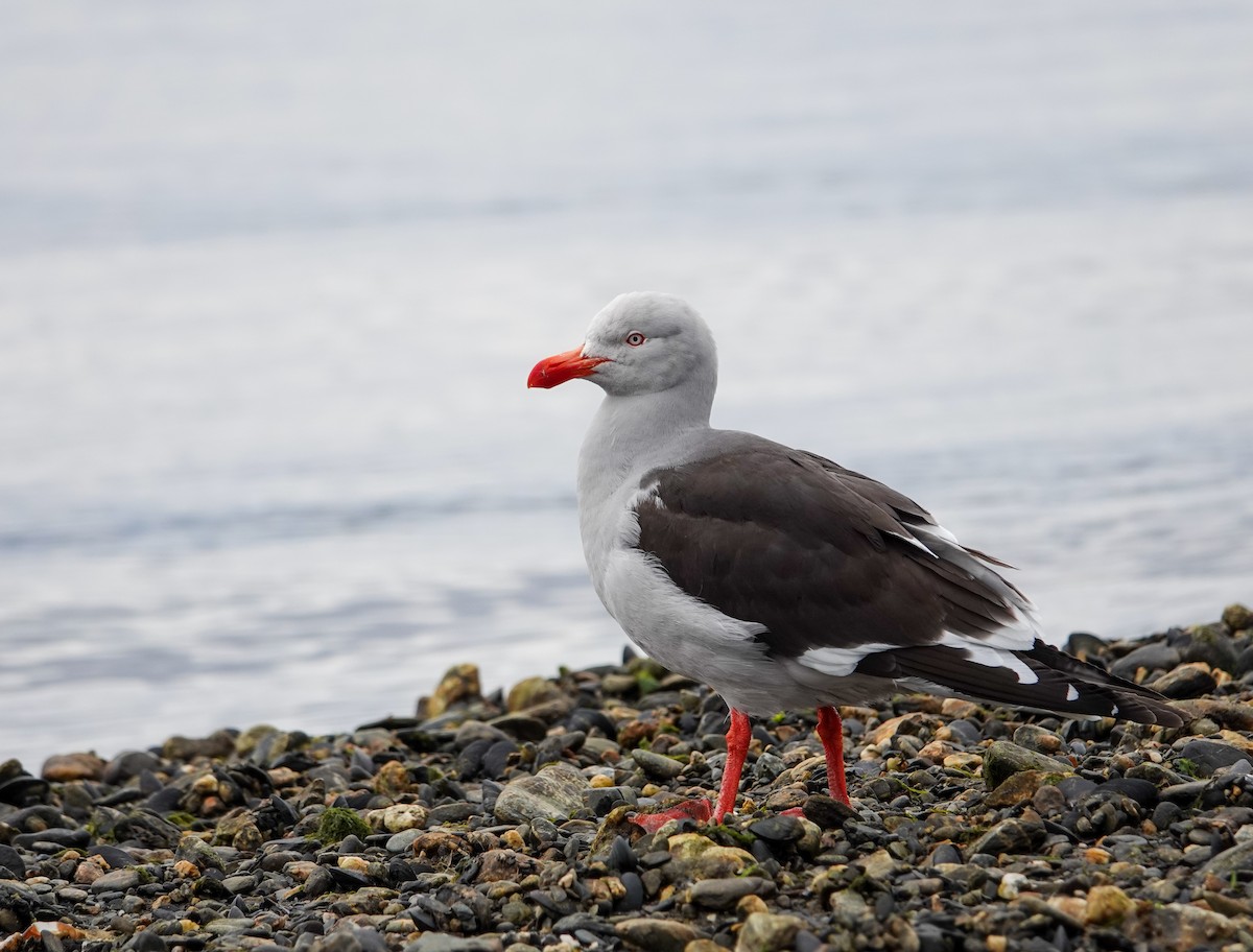 Dolphin Gull - ML645498382