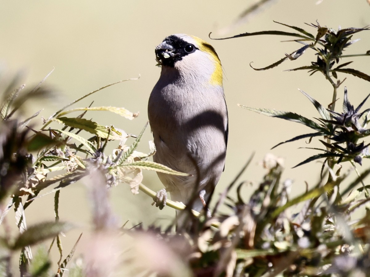 hýl rezavohlavý - ML645498390