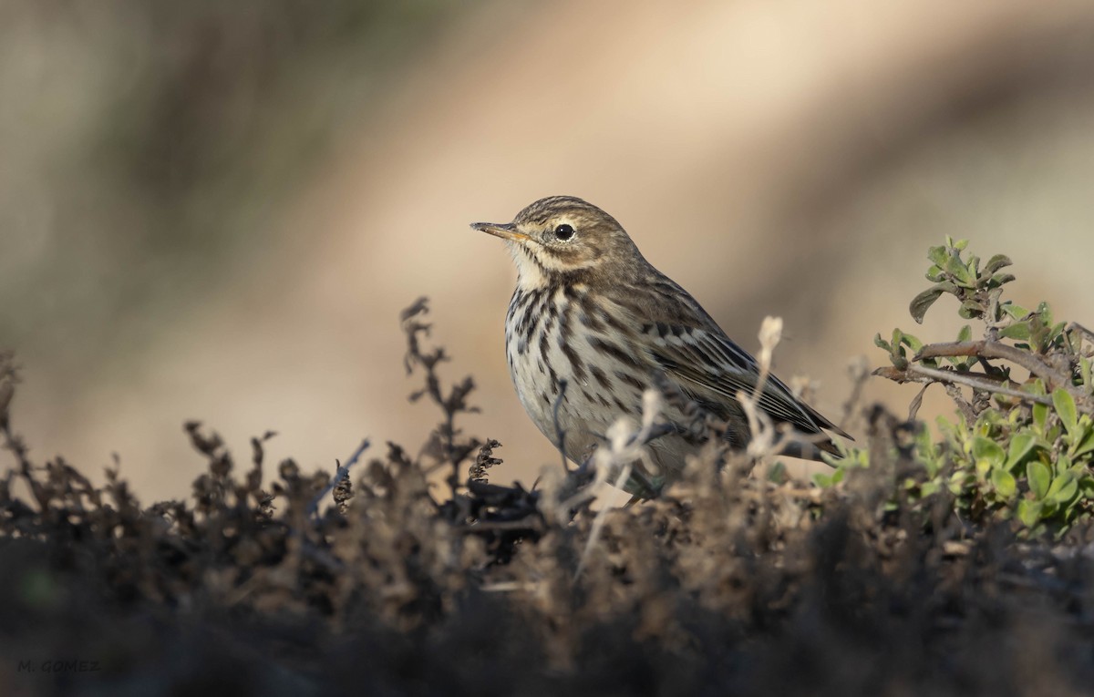 Meadow Pipit - ML645498394