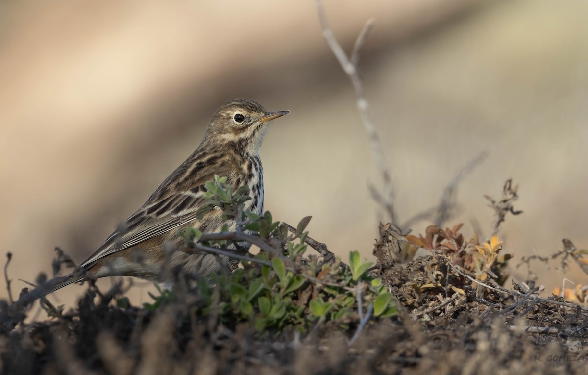 Meadow Pipit - ML645498395