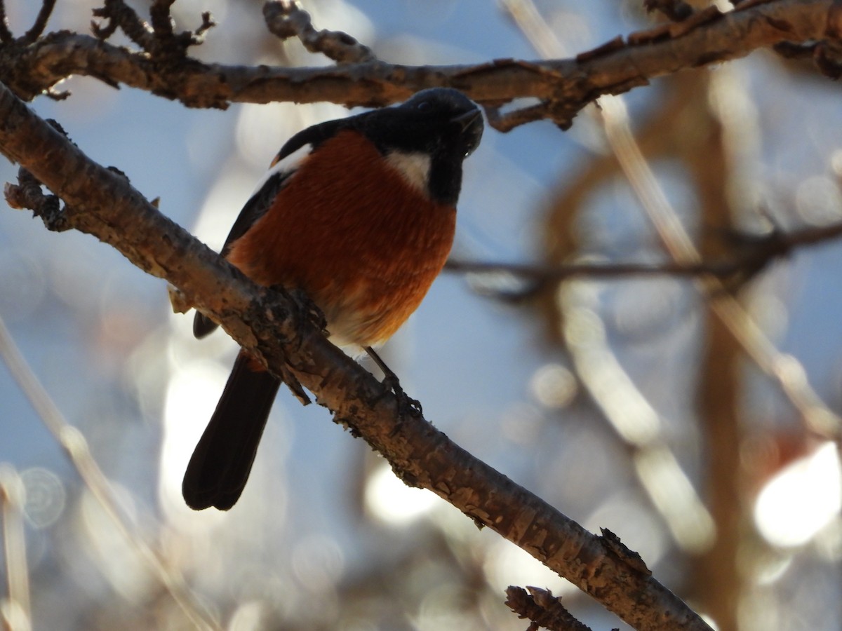 White-throated Redstart - ML645498400