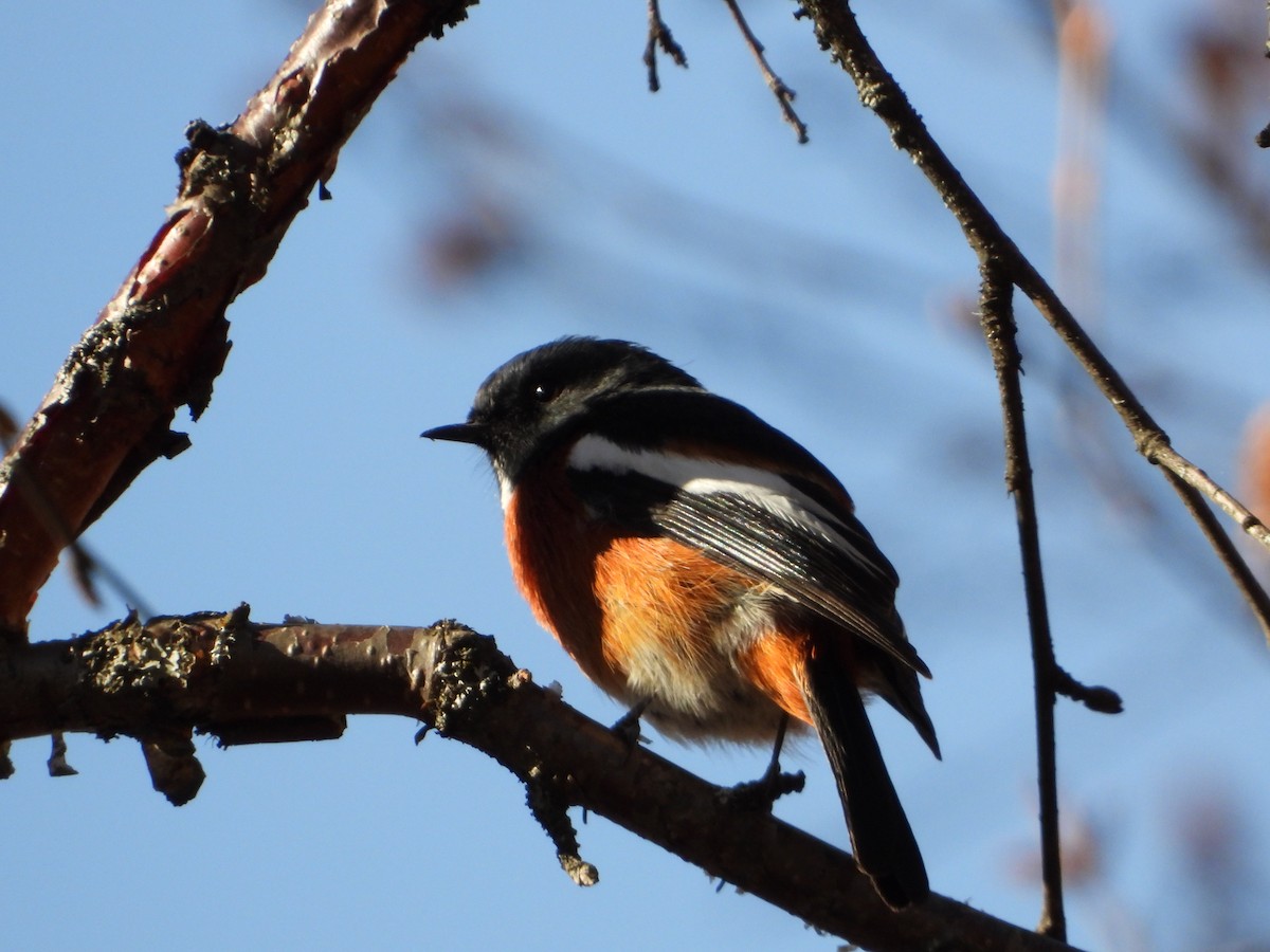 White-throated Redstart - ML645498401
