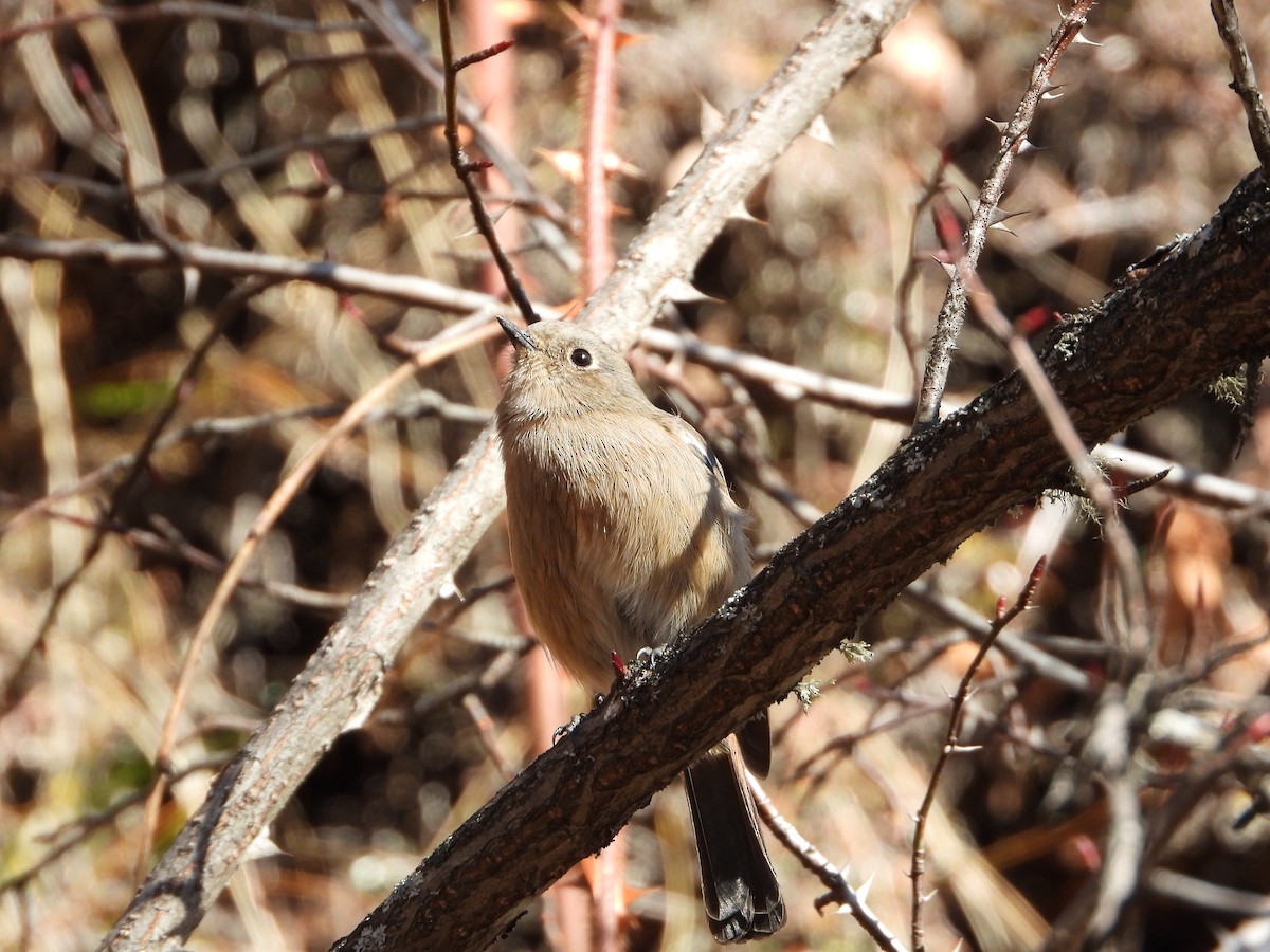 White-throated Redstart - ML645498402