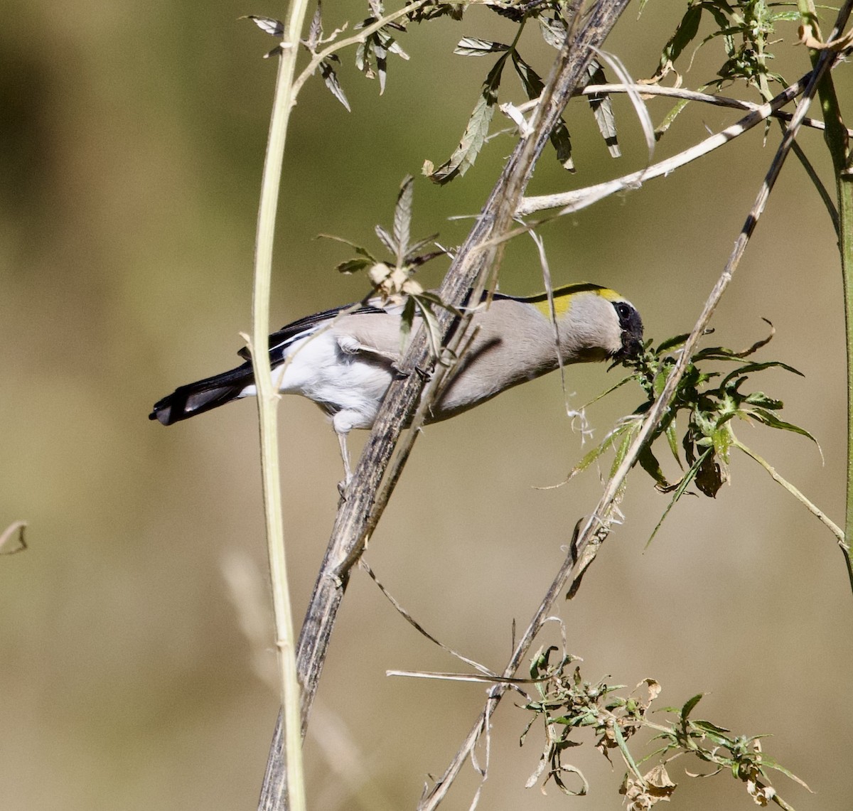 hýl rezavohlavý - ML645498406