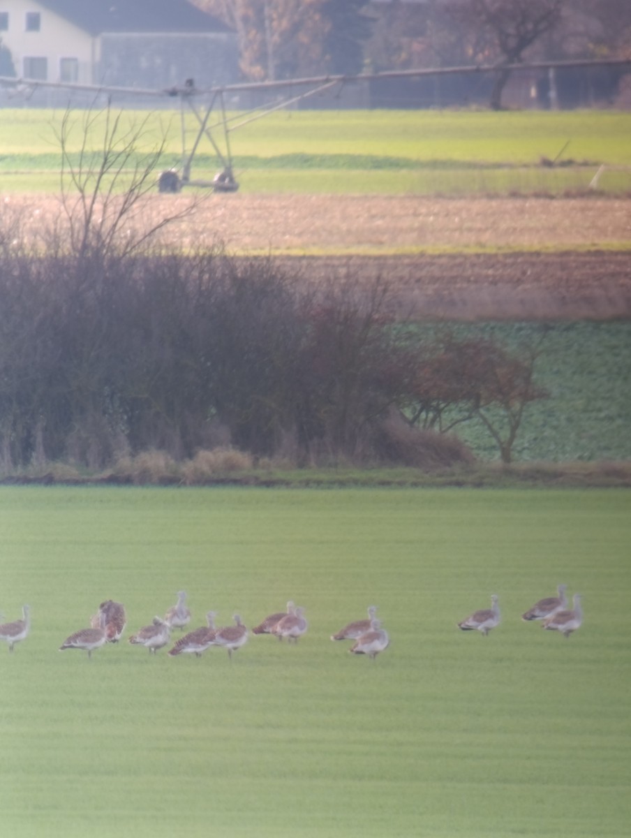 Great Bustard - ML645498409