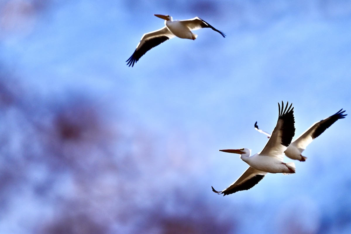 American White Pelican - ML645498410