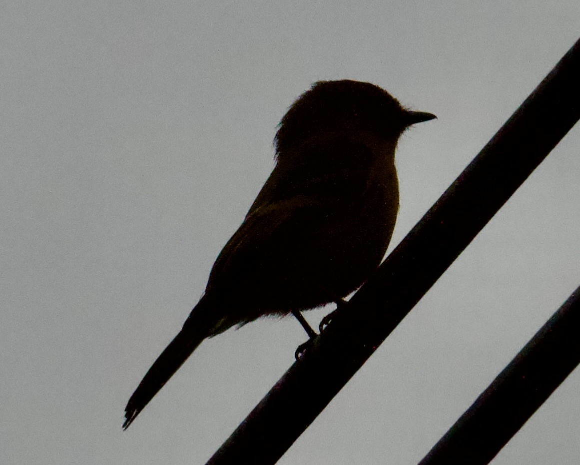 Cinnamon Flycatcher - ML645498432