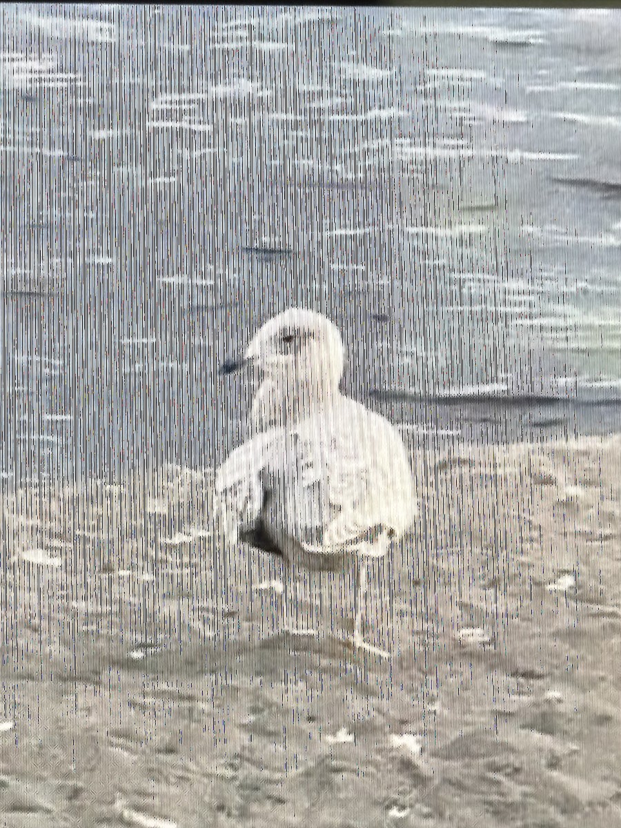 Polarmöwe (Thayermöwe) - ML645498446