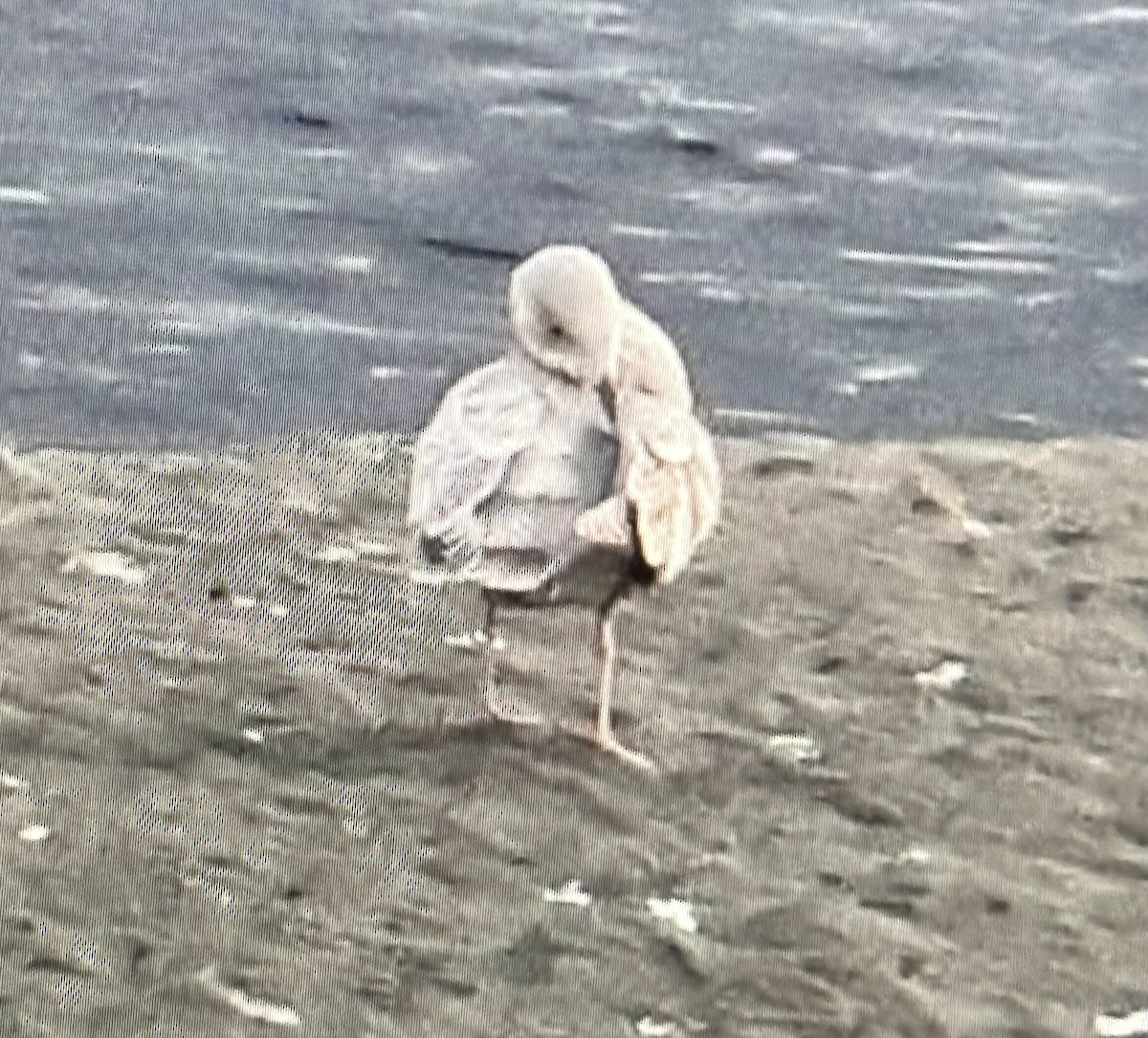 Polarmöwe (Thayermöwe) - ML645498447