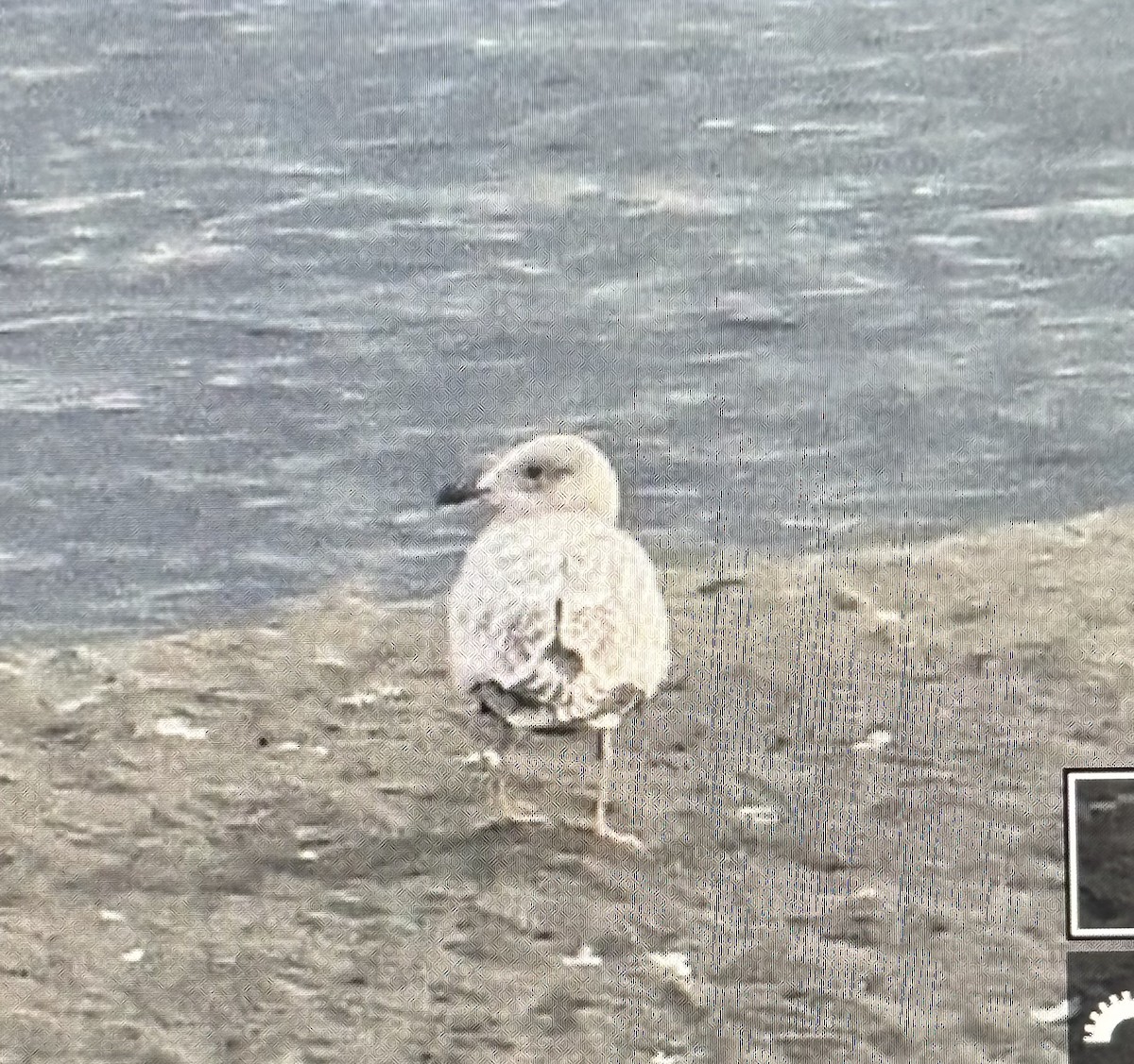 Polarmöwe (Thayermöwe) - ML645498448