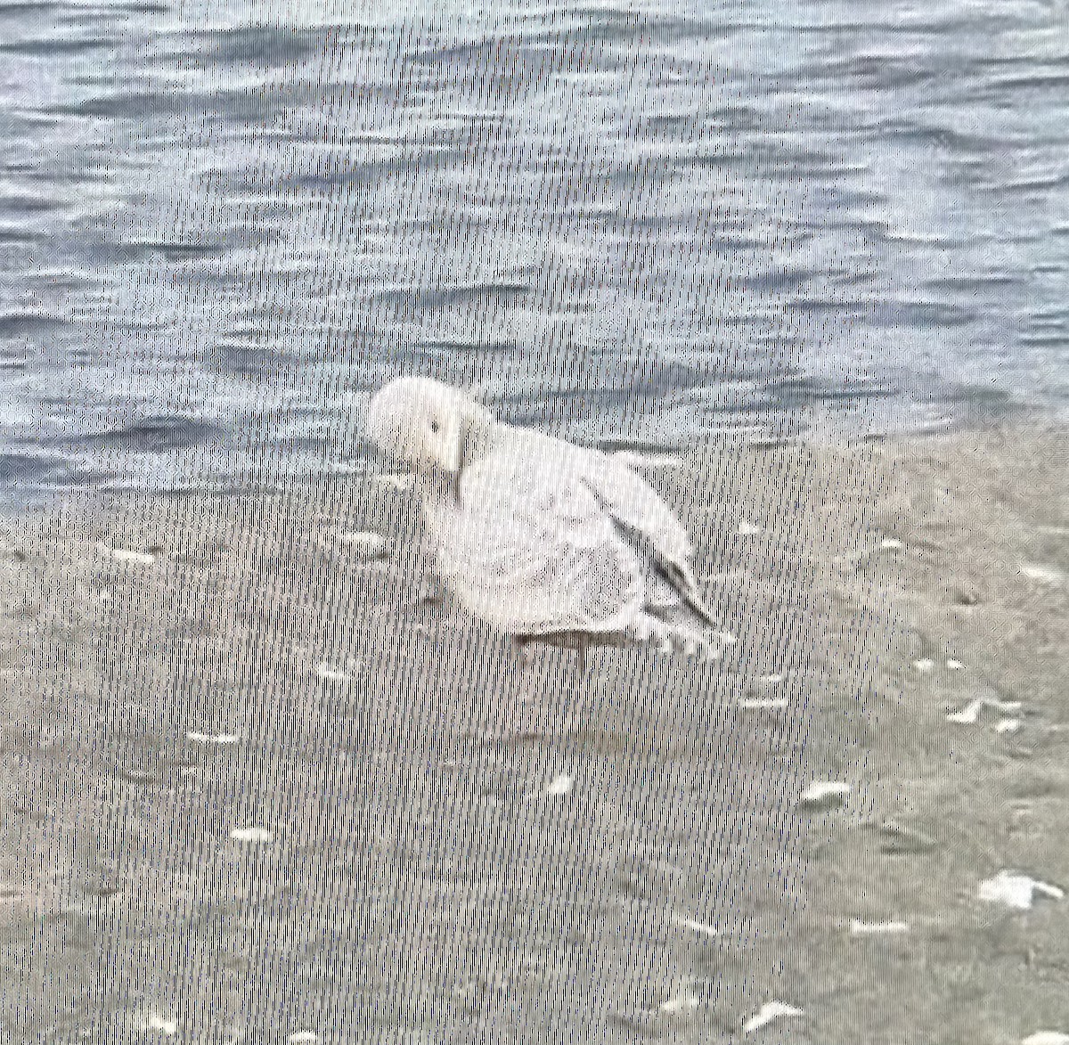 Polarmöwe (Thayermöwe) - ML645498450