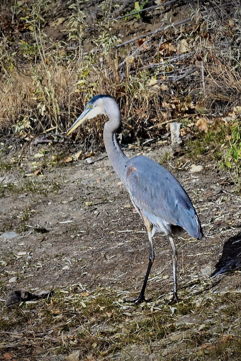 Great Blue Heron - ML645498452