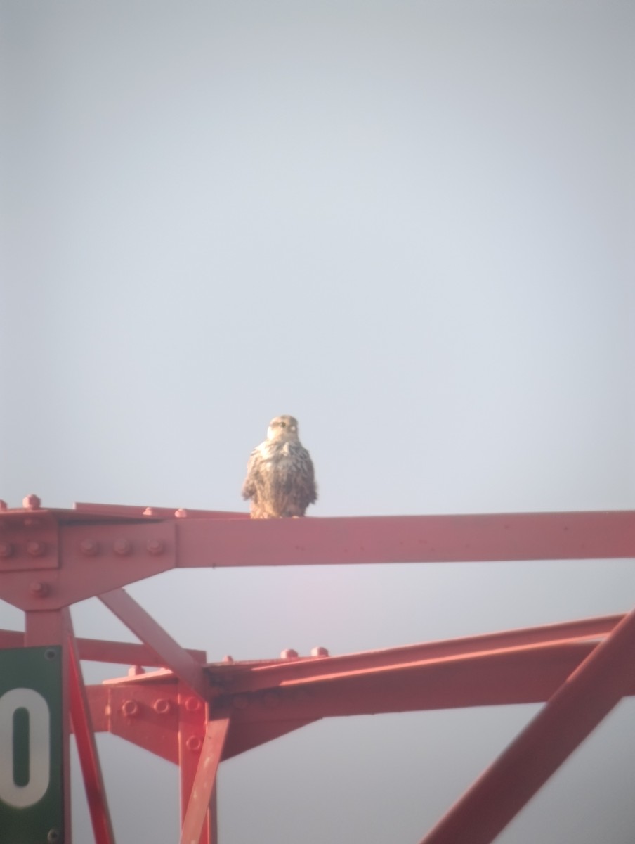 Балобан - ML645498457