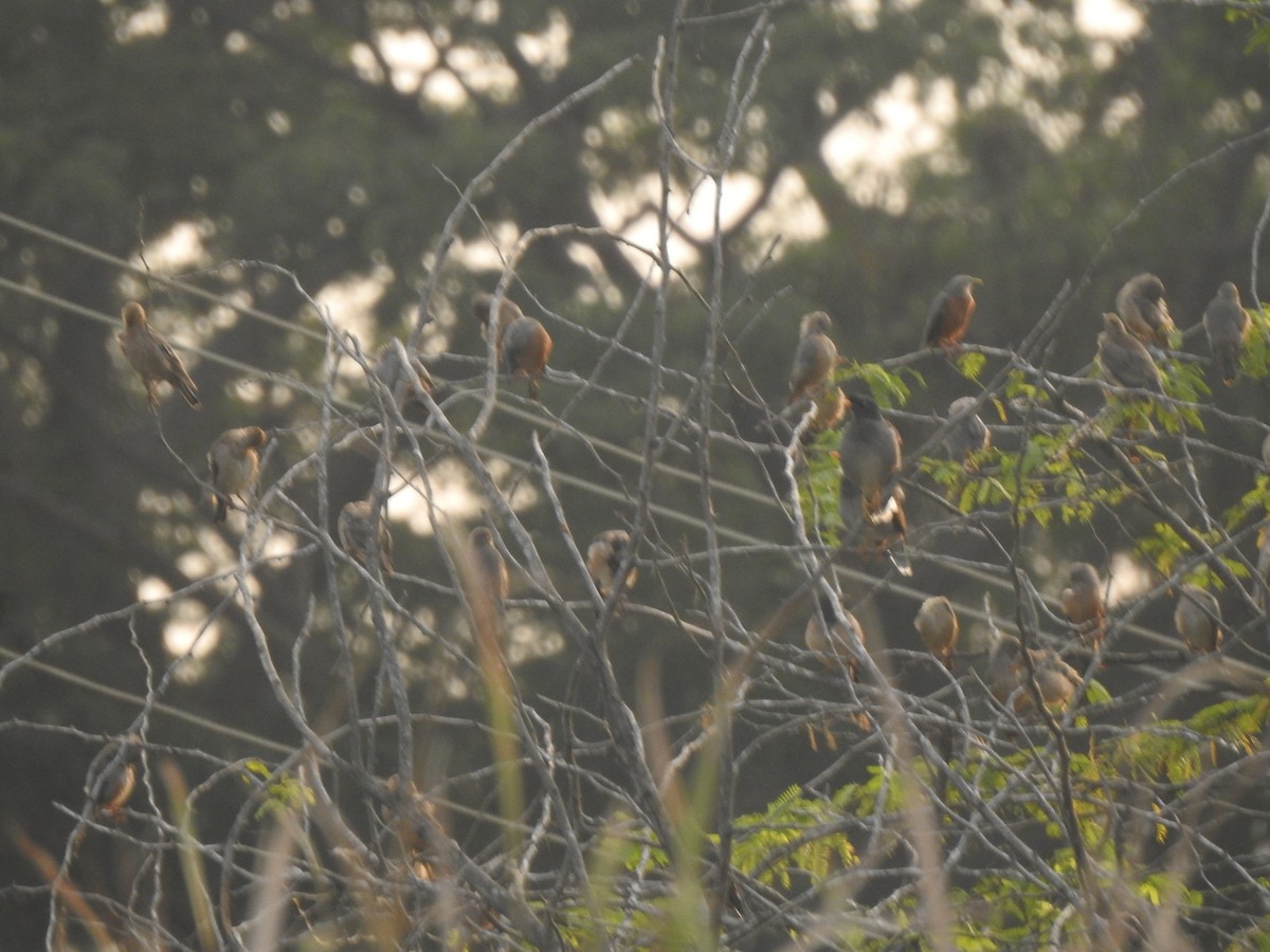 Estornino Cabecigrís - ML645498459