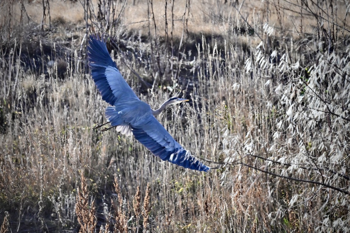 Great Blue Heron - ML645498469
