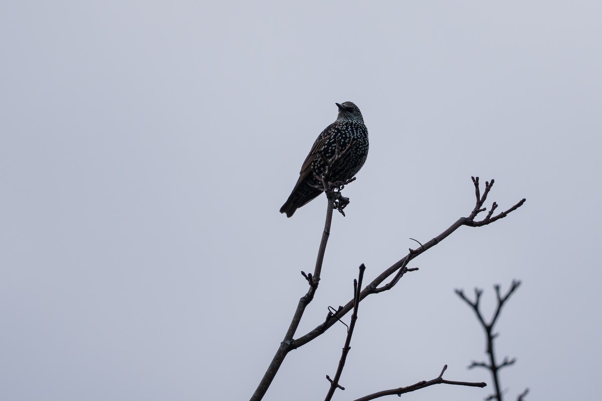 Шпак звичайний - ML645498486