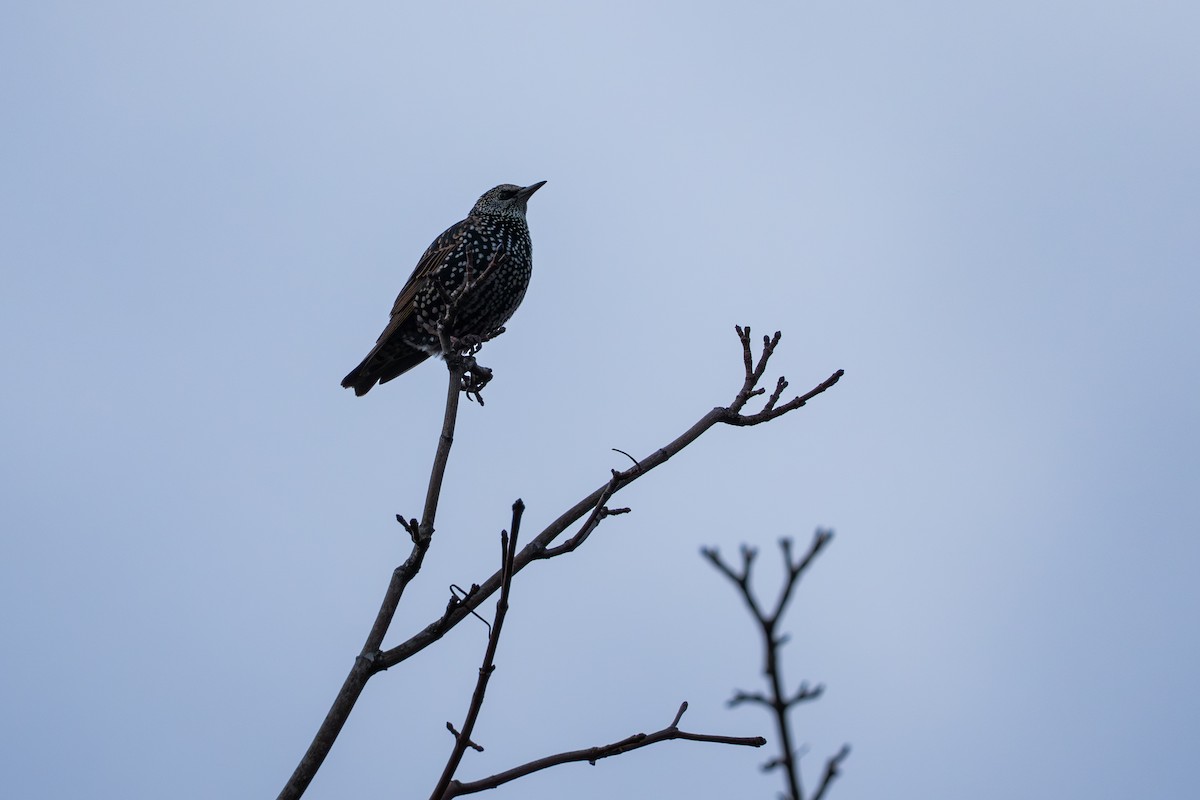 Шпак звичайний - ML645498487