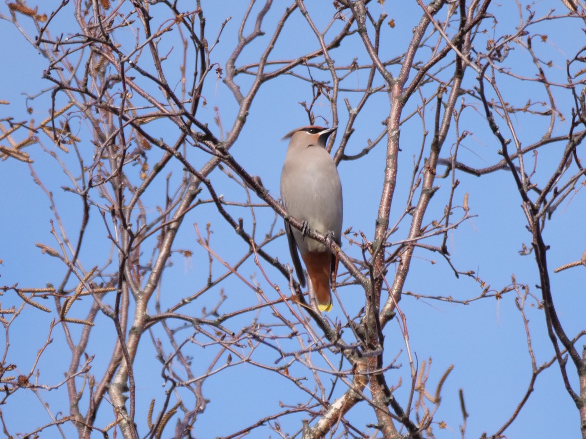 Bohemian Waxwing - ML645498502