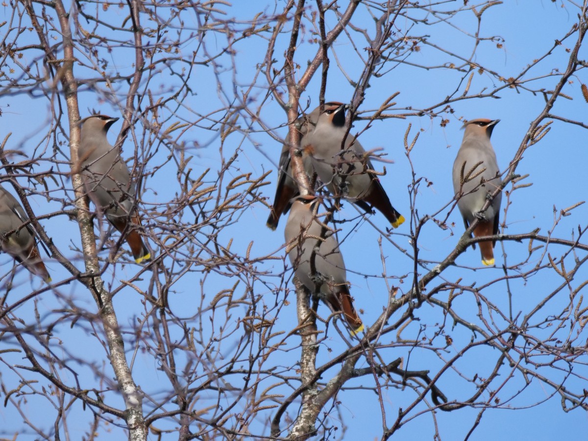 Bohemian Waxwing - ML645498510