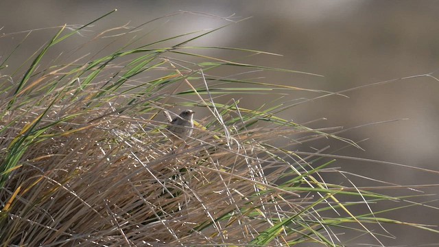 Grass Wren (Austral) - ML645498534