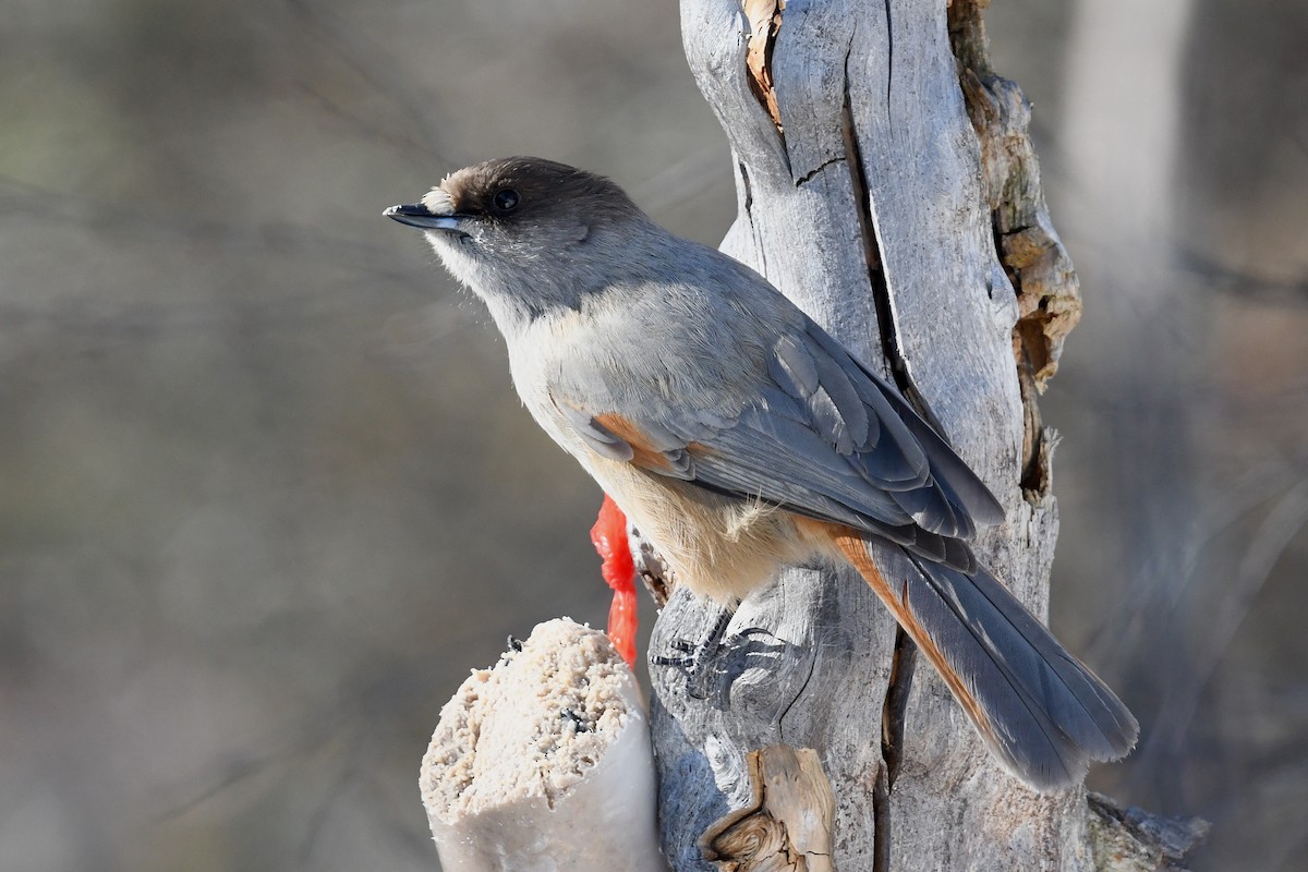 Siberian Jay - ML645498543