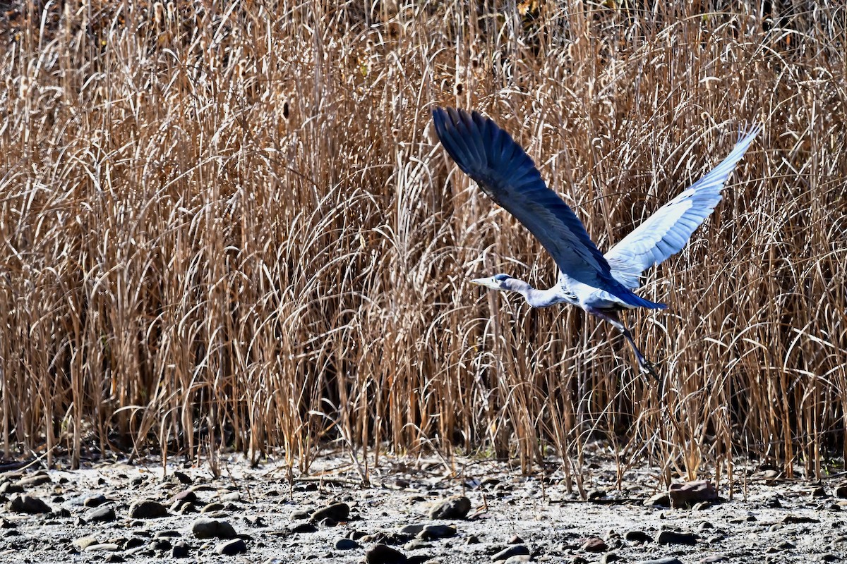 Great Blue Heron - ML645498544