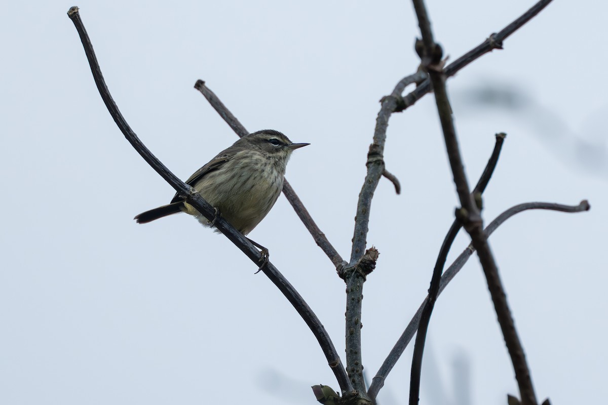 eBird Checklist - 18 Nov 2025 - Sitka--Castle Hill - 10 species (+1 ...