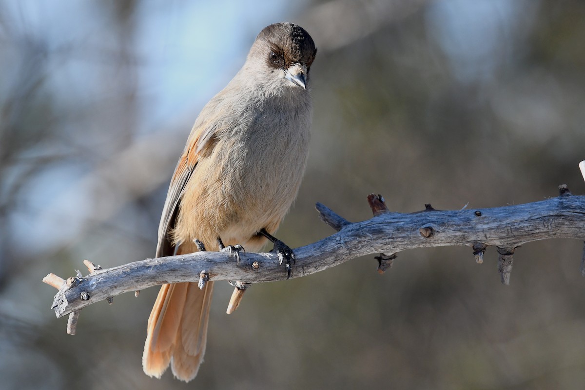 Siberian Jay - ML645498558